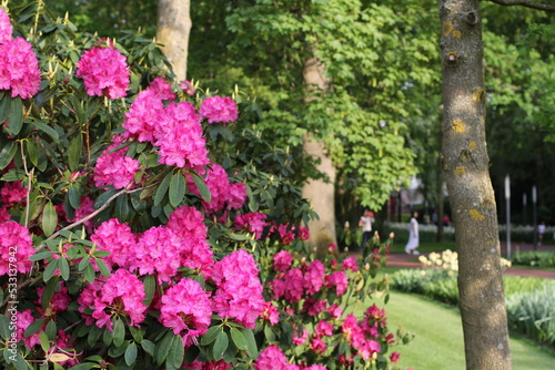 a beautiful pink rhododendron azalea with a green flower garden in the background in springtime