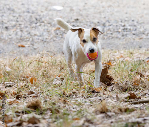 Dog with ball playing with children