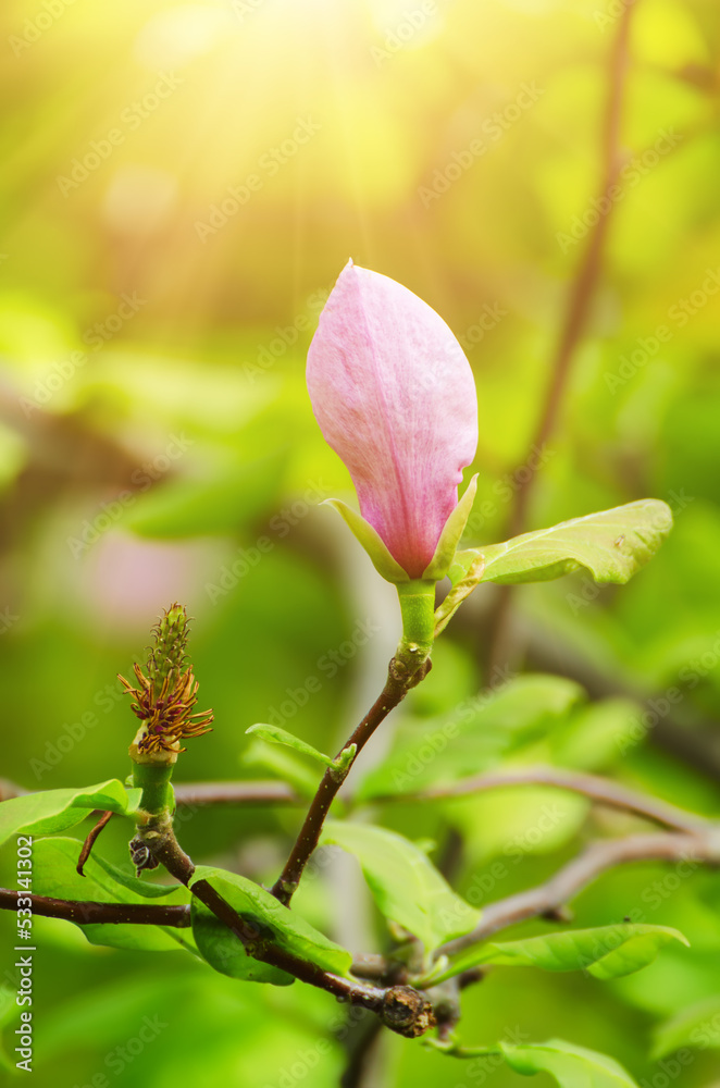 Magnolia flower bud Magnolia flower bud