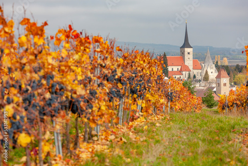 Wallpaper Mural Vineyard in autumn near Pulkau, Lower Austria, Austria Torontodigital.ca