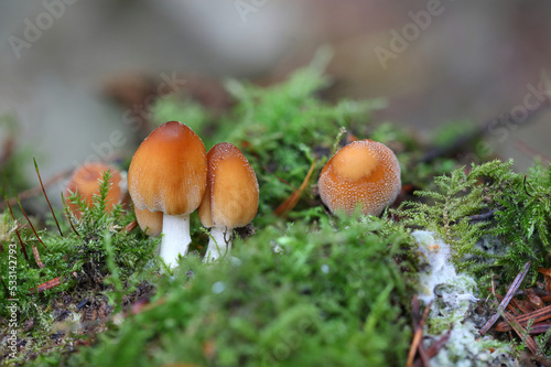 Cortinariaceae Fungi growing on the Forest Floor in Autumn. Hamsterly Forest, County Durham, England, UK.