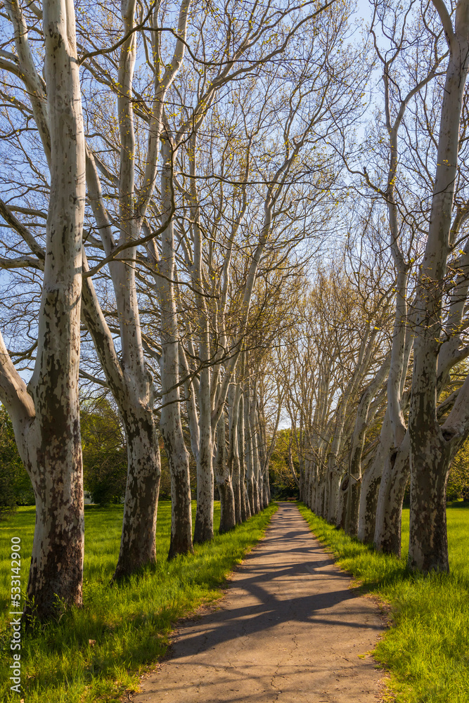 Plane alley in the castle park in Straznice, Southern Moravia, Czech Republic