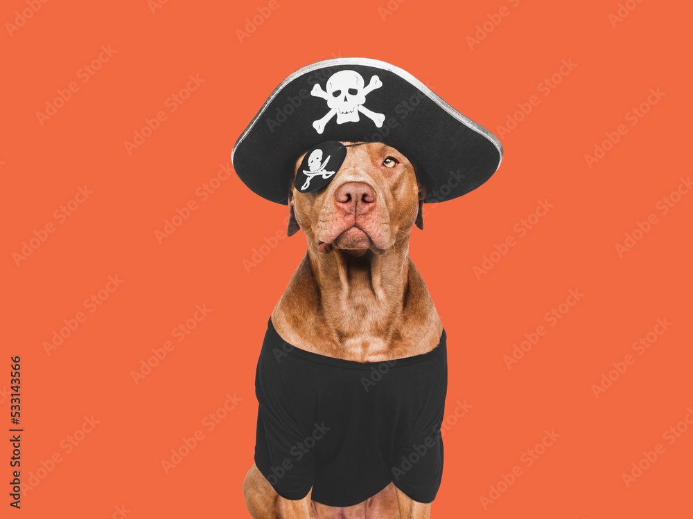 Fototapeta premium Charming, lovable brown dog and pirate costume. Bright background. Close-up, indoors. Studio shot. Congratulations for family, relatives, loved ones, friends and colleagues. Pet care concept