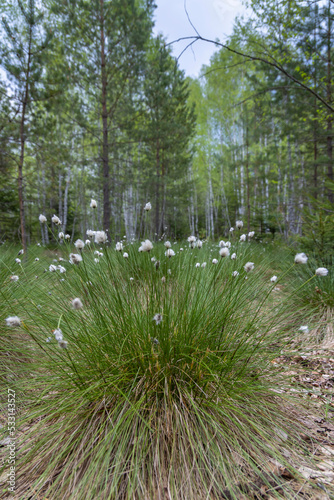 dry powder near Soumarsky most (Soumarske raseliniste), Nation park Sumava, Czech Republic photo