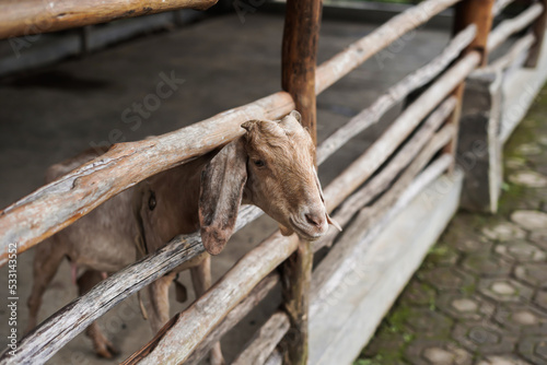 Etawa goats in a cage made of wood photo