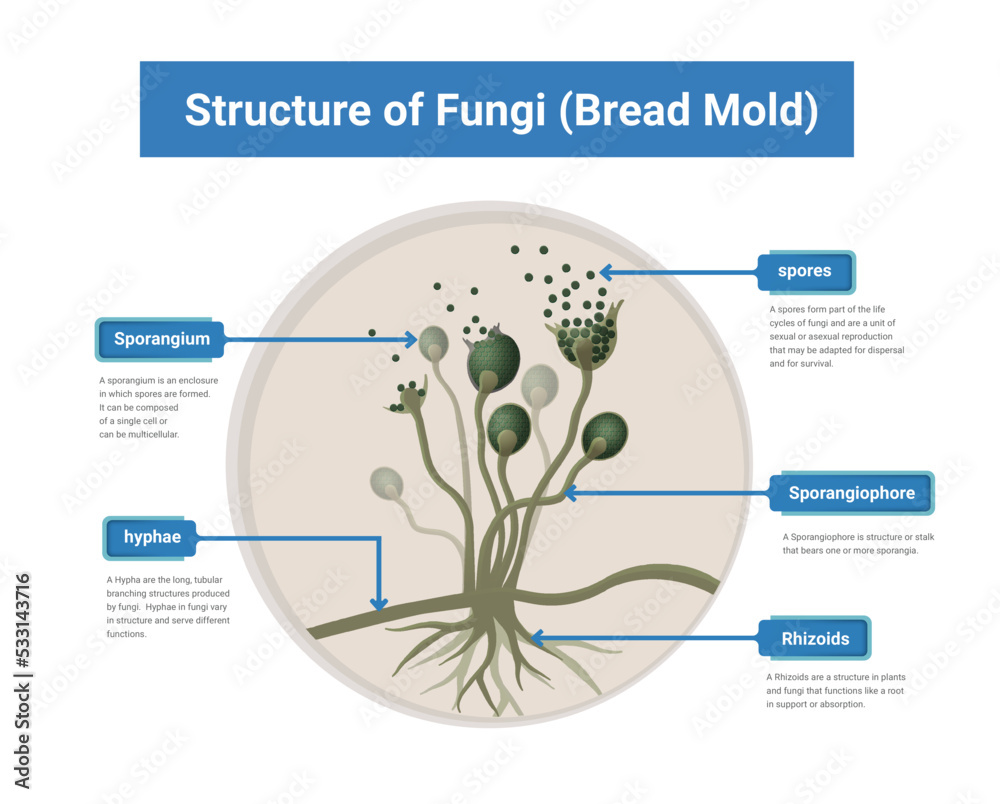 Structure of Rhizopus mold,  bread mold, black fungus, illustration. Opportunistic fungi that cause mucormycosis involving skin, nasal sinuses, brain and lungs. 