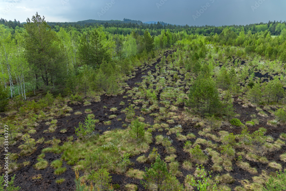 Peat bog near Soumarsky most (Soumarske raseliniste), Nation park Sumava, Czech Republic