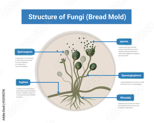 Structure of Rhizopus mold,  bread mold, black fungus, illustration. Opportunistic fungi that cause mucormycosis involving skin, nasal sinuses, brain and lungs. 