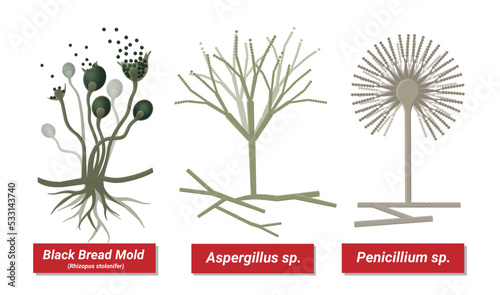 The different types of Mold. Bread mould, penicillium, aspergillus, isolated on white background.