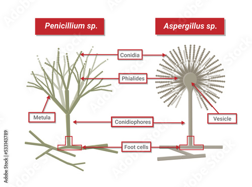 The different types of Penicillium, Aspergillus, Structure of Penicillium and Aspergillus isolated on white background. photo