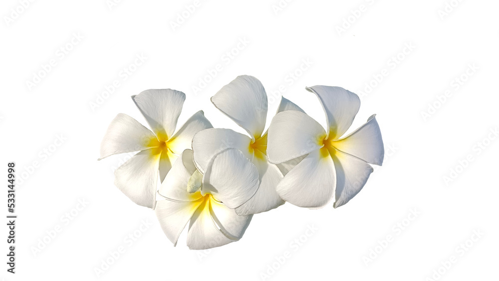 Frangipani flowers.