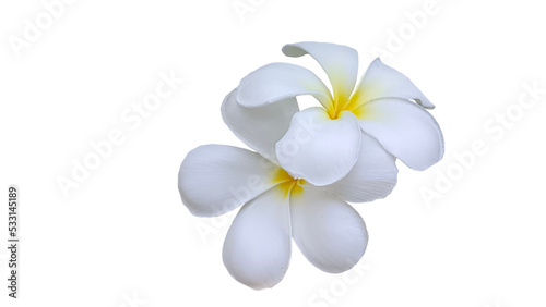 white frangipani flower