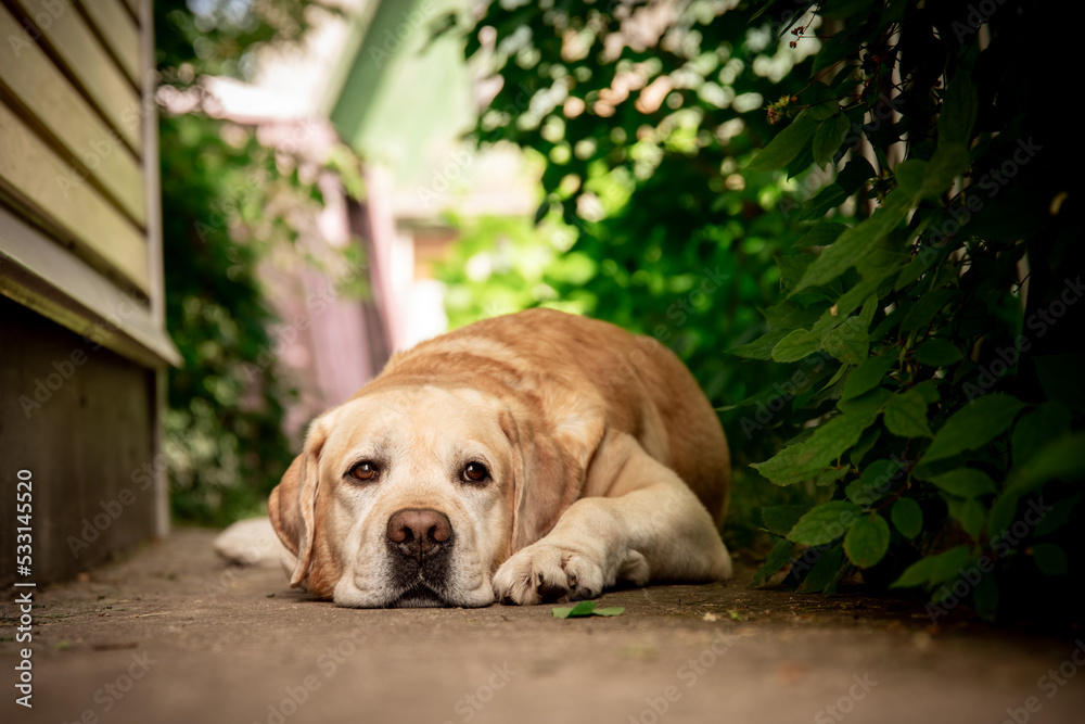 cute fawn Labrador lies on a path in the garden