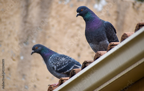 Feral Pigeons (Columba livia domestica), perched on house roof. Beige wall background. Orange eyes. Purple and Green. Columbidae. Columbiformes. South Africa