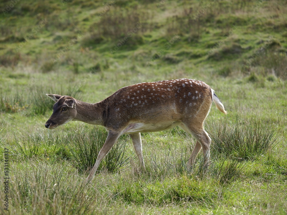 Rehe auf freier Wildbahn Rehe auf freier Wildbahn