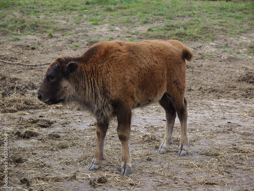 Büffel in freier Wildbahn photo