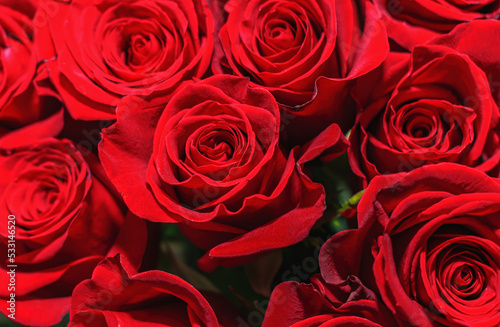 Fototapeta Naklejka Na Ścianę i Meble -  Bright bouquet of beautiful red roses as a gift close-up