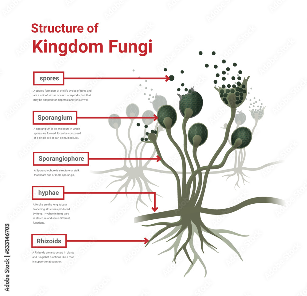 Structure of Rhizopus mold,  bread mold, black fungus, illustration. Opportunistic fungi that cause mucormycosis involving skin, nasal sinuses, brain and lungs. 