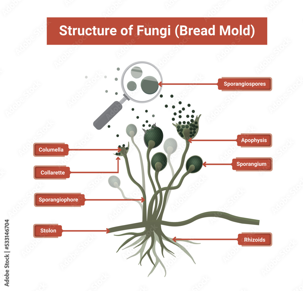 Structure of Rhizopus mold,  bread mold, black fungus, illustration. Opportunistic fungi that cause mucormycosis involving skin, nasal sinuses, brain and lungs. 