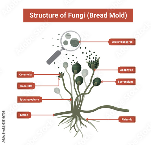 Structure of Rhizopus mold,  bread mold, black fungus, illustration. Opportunistic fungi that cause mucormycosis involving skin, nasal sinuses, brain and lungs. 