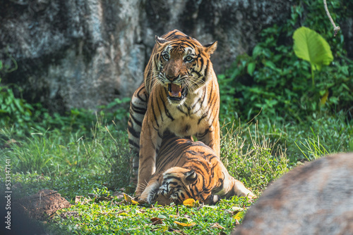 Fototapeta Naklejka Na Ścianę i Meble -  Mating tiger in the jungle