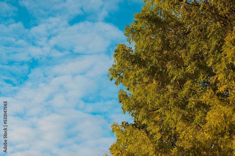 Fototapeta premium tree and blue sky