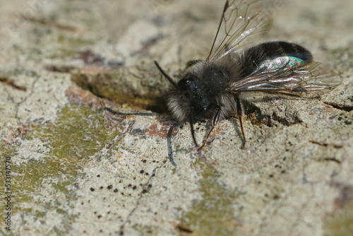 Closeup on a fresh emerged male of the endangered nyctemeral miner , Andrena nycthemera