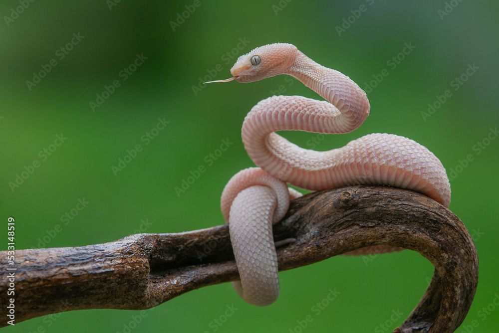 Obraz premium Pink male mangrove pit viper Trimeresurus purpureomaculatus on a branch and posing steady with bokeh background