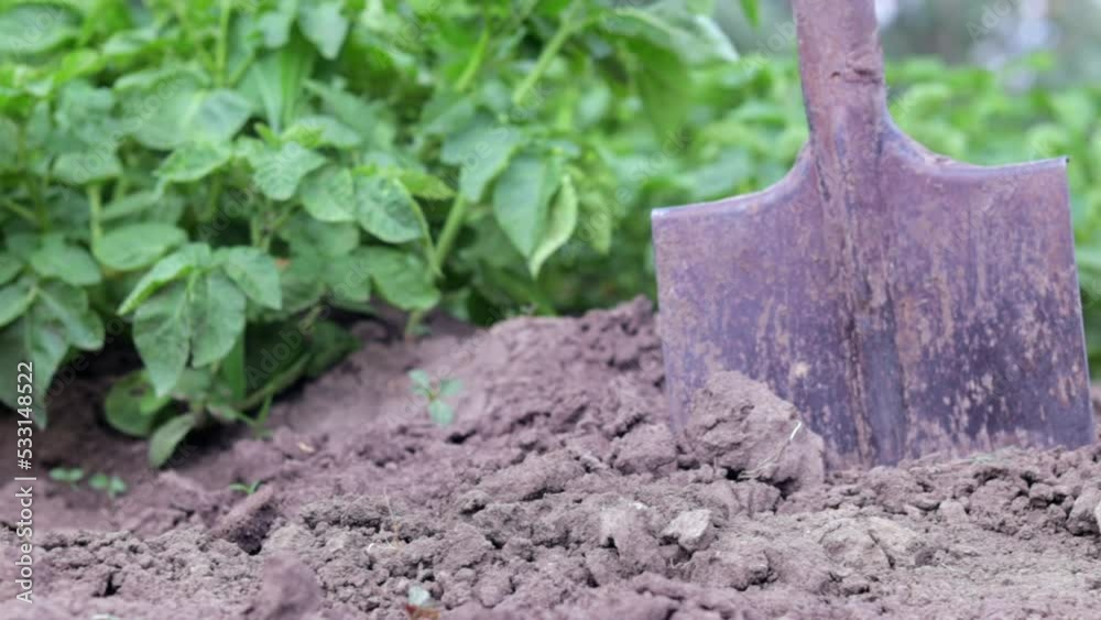 Shovel on the background of potato bushes. Digging up a young potato tuber from the ground on a farm. Digging potatoes with a shovel on a field of soil. Harvesting potatoes in autumn.
