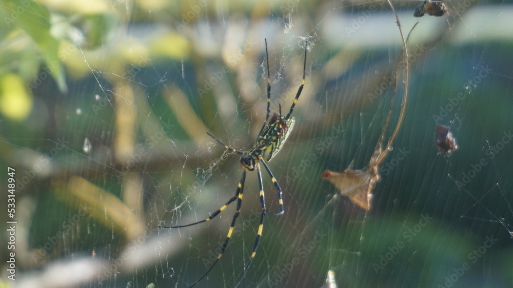 Argiope bruennichi - is a yellow large spider that lives on plants. Argiope bruennichi - is a yellow large spider that lives on plants.