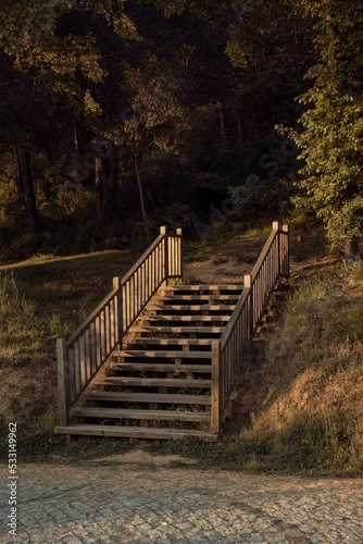 Wooden stairs in the forest