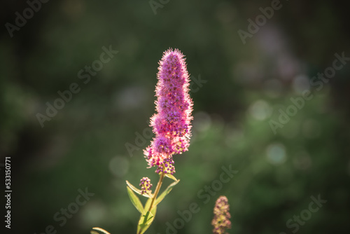 pink spirea flower in the garden