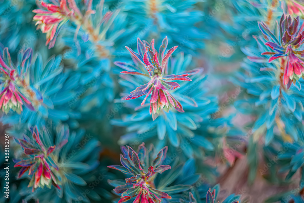 Blurred natural summer background of plants in green blue red purple color. Shallow depth of field.The artistic intend and the filters. Film style old lens. Airy atmosphere. Art photography.Top view Blurred natural summer background of plants in green blue red purple color. Shallow depth of field.The artistic intend and the filters. Film style old lens. Airy atmosphere. Art photography.Top view