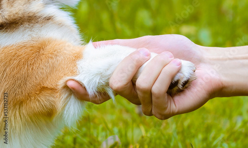 Close up banner. The paw of a dog in the hand of a man. The owner and his pet on a walk in the park