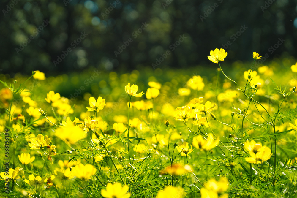 Fototapeta premium キバナコスモス