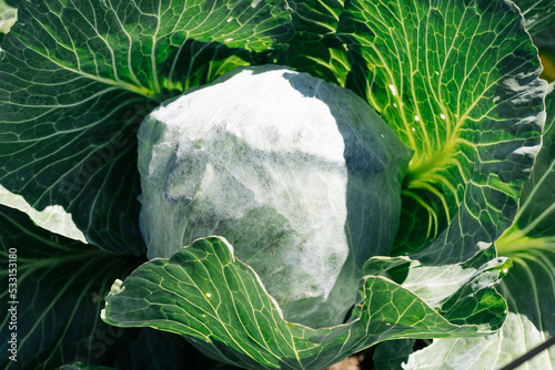 Fresh cabbage in the farm. Сabbage bale wrapped in fleece to protect against pests