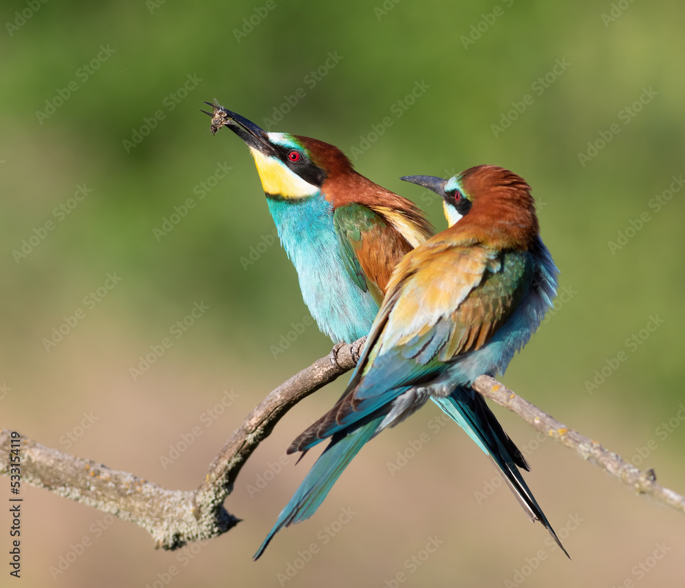 Obraz premium European bee-eater, Merops apiaster. A bird holds a prey in its beak. The second bird looks at the trapped bee