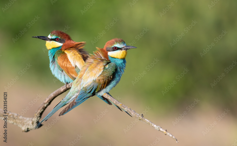 European bee-eater, Merops apiaster. Two birds are sitting on a branch. Male and female. Selective focus on the female European bee-eater, Merops apiaster. Two birds are sitting on a branch. Male and female. Selective focus on the female