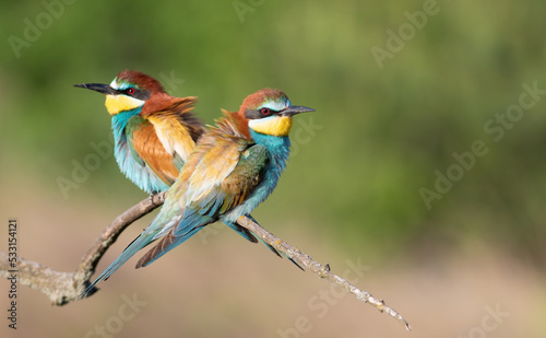 European bee-eater, Merops apiaster. Two birds are sitting on a branch. Male and female. Selective focus on the female