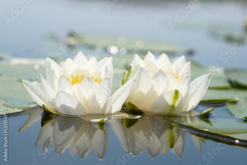 White water lilies in their natural environment. Lotus flowers.