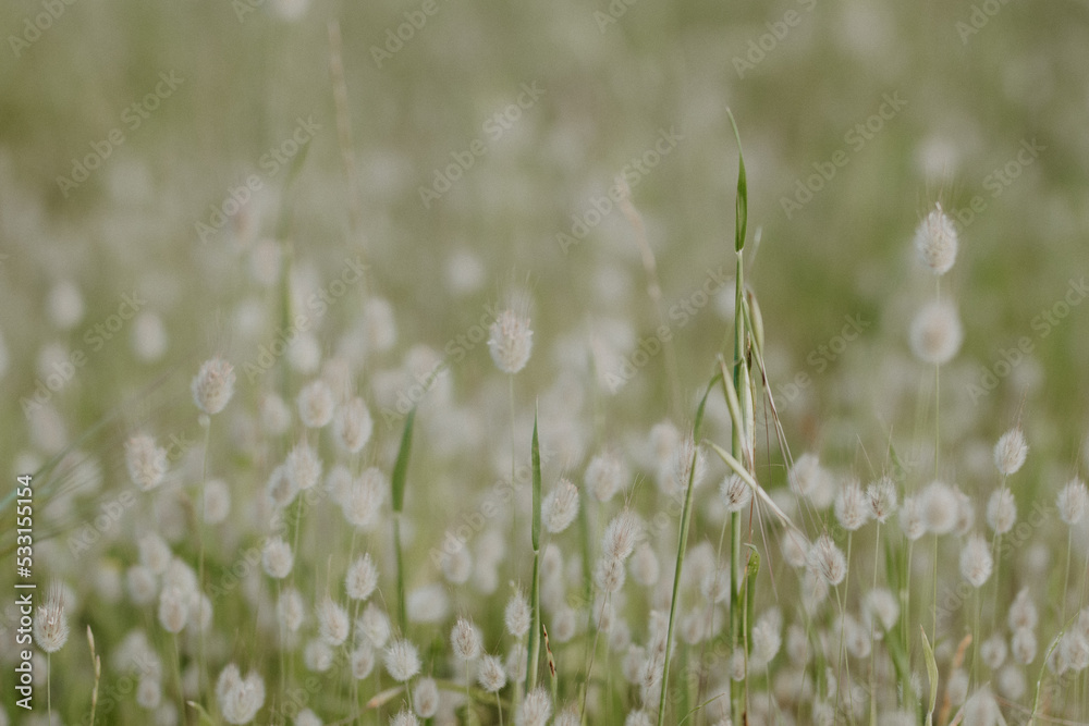 hares tails