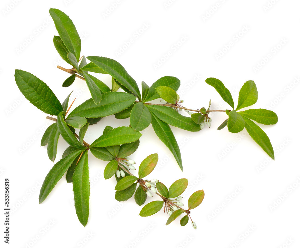 Fototapeta premium Berberis julianae, the wintergreen barberry or Chinese barberry. Isolated on white background