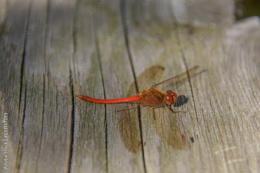Beautiful brown dragonfly on a plant near a Canadian marsh in Quebec Beautiful brown dragonfly on a plant near a Canadian marsh in Quebec