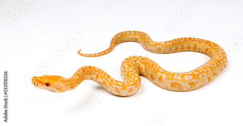 Indian python // Tigerpython (Python molurus) - Albino