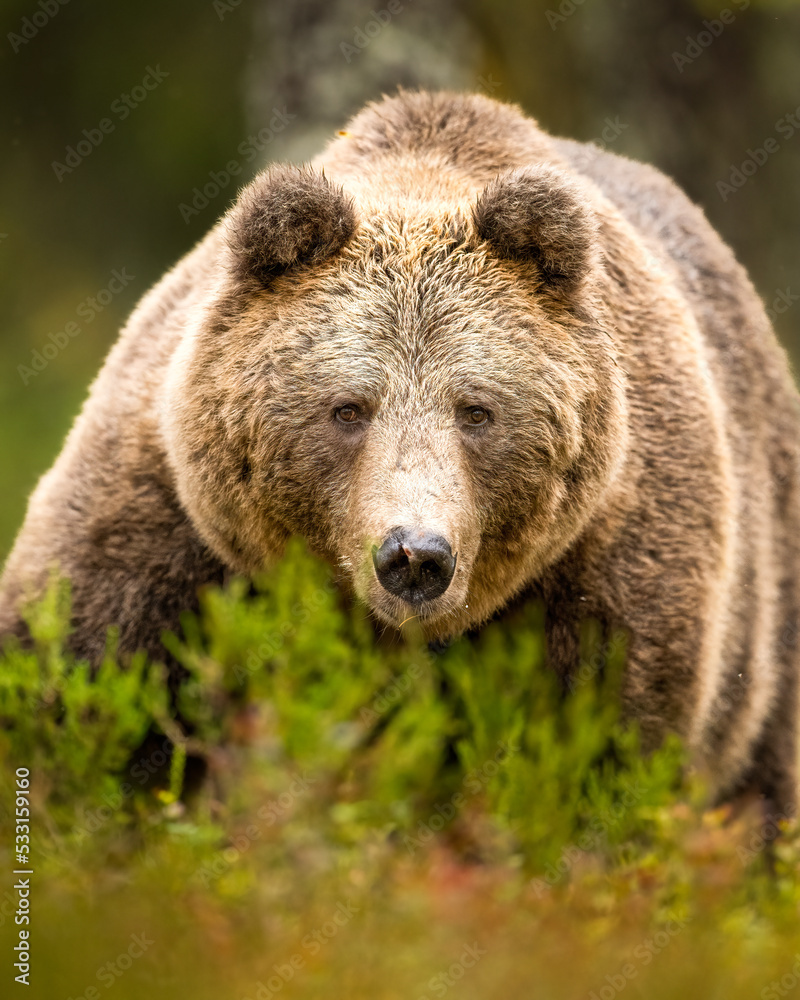 Big male brown bear closeup in the forest in autumn
