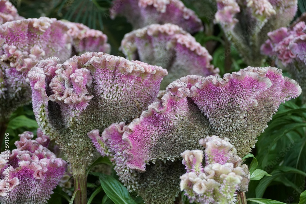 The light color of Celosia Argentea 'Bombay Purple', also mostly known as Cockscomb