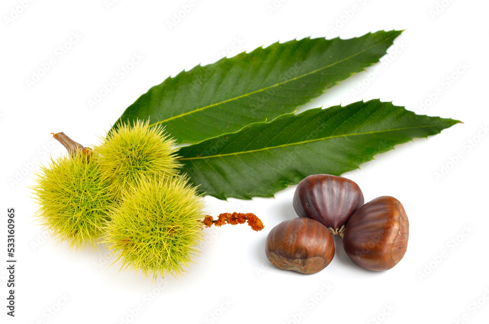 Castanea sativa, or sweet chestnut fruit. Isolated on white background. Castanea sativa, or sweet chestnut fruit. Isolated on white background.