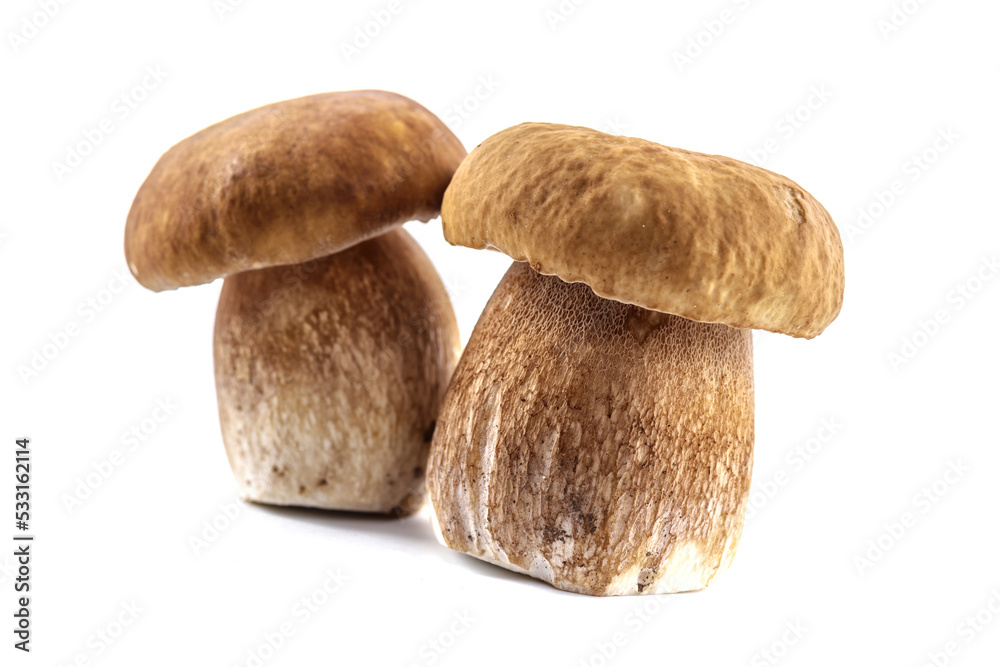 Group boletus mushroom isolated on white background.Boletus mushrooms, Porcini Mushroom, Forest, Edible Mushroom Group boletus mushroom isolated on white background.Boletus mushrooms, Porcini Mushroom, Forest, Edible Mushroom