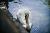 swan on blue lake water in sunny day, swans on pond, nature series.