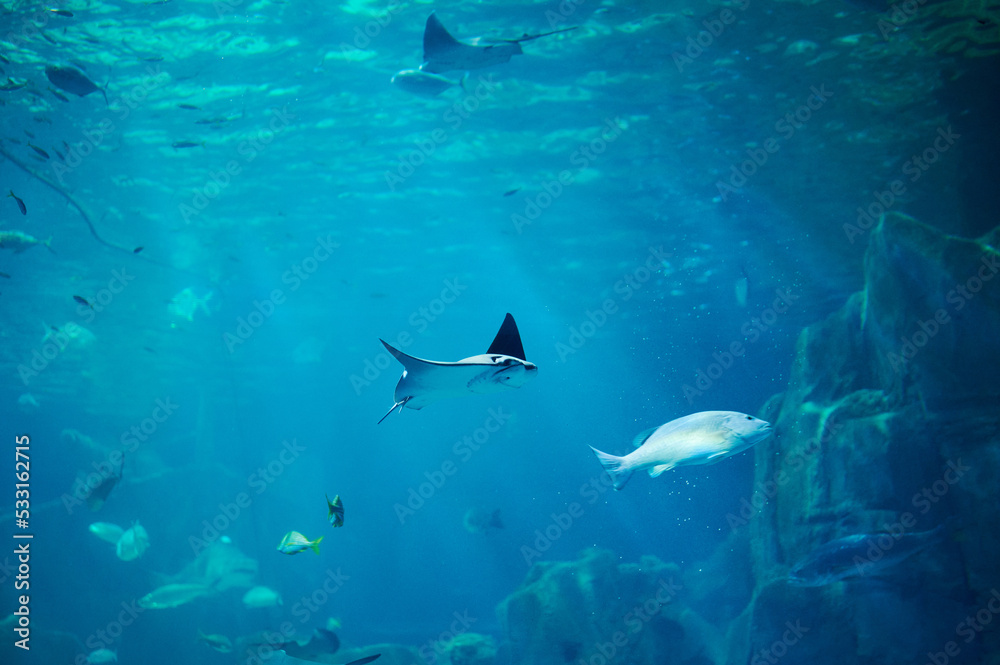 Fototapeta premium Stingray with fishes swim in blue water